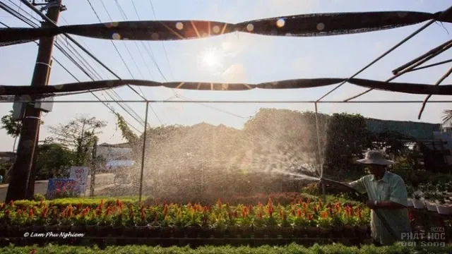 Muôn hoa Sa Đéc khoe sắc đón xuân về image-1731725947465