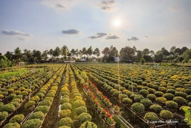 Muôn hoa Sa Đéc khoe sắc đón xuân về image-1731725948013