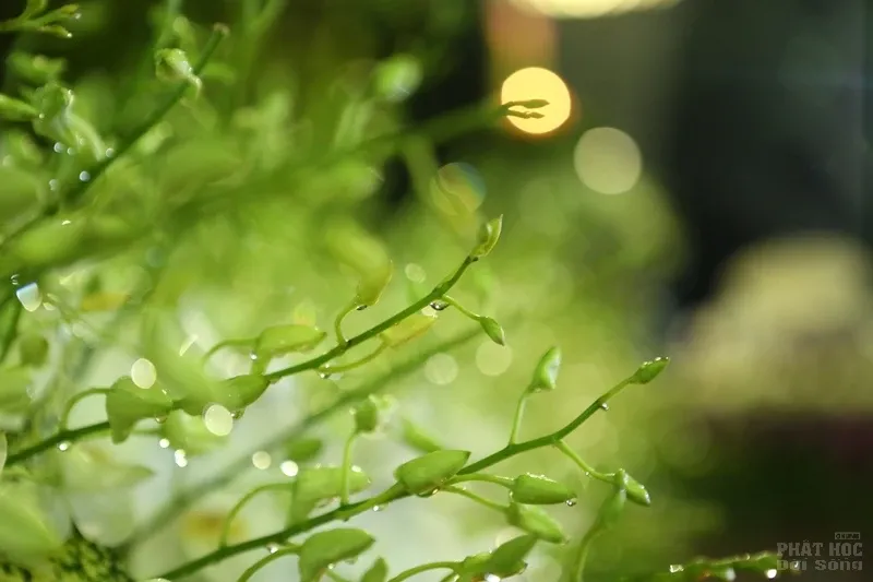 Nghe lời di huấn' của cố HT. Thích Quang Đạo tại đêm thắp nến tri ân image-1732292439439