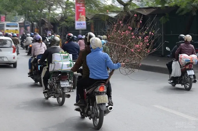 Nguy hiểm từ việc chở cây cảnh ngày Tết image-1732288946320