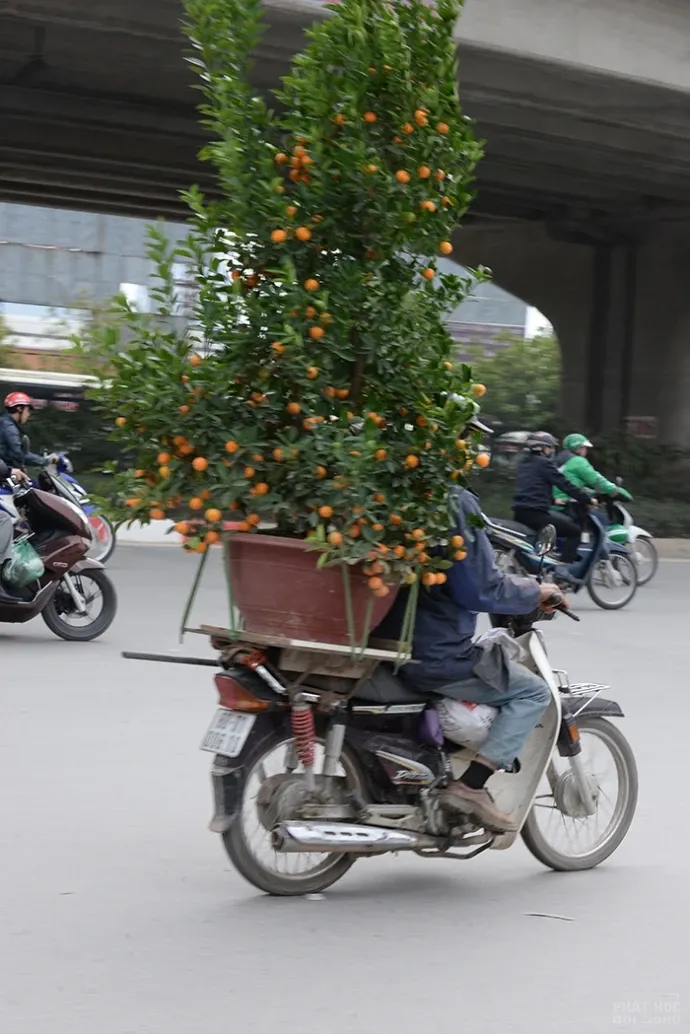 Nguy hiểm từ việc chở cây cảnh ngày Tết image-1732288947247
