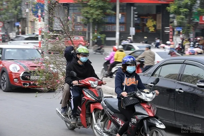 Nguy hiểm từ việc chở cây cảnh ngày Tết image-1732288949613