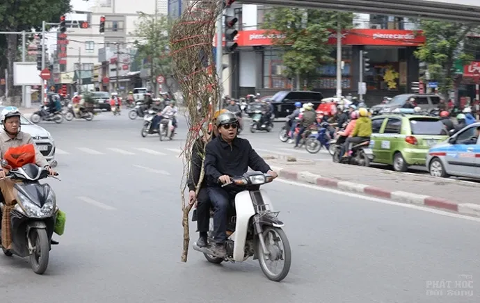Nguy hiểm từ việc chở cây cảnh ngày Tết image-1732288950529