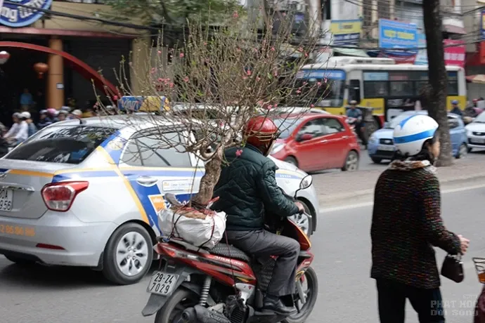 Nguy hiểm từ việc chở cây cảnh ngày Tết image-1732288952270