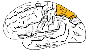Nhân duyên hổ tương image-1731748244757