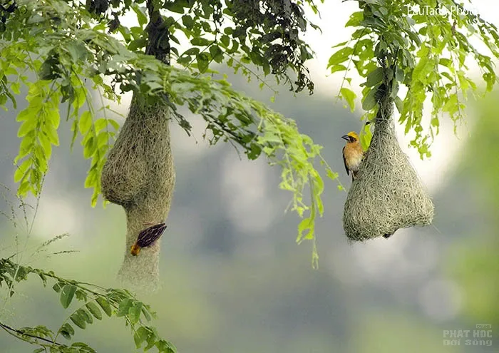 Những tổ chim đẹp mà bạn chưa từng thấy 4 Những tổ chim đẹp mà bạn chưa từng thấy image-1731921782396