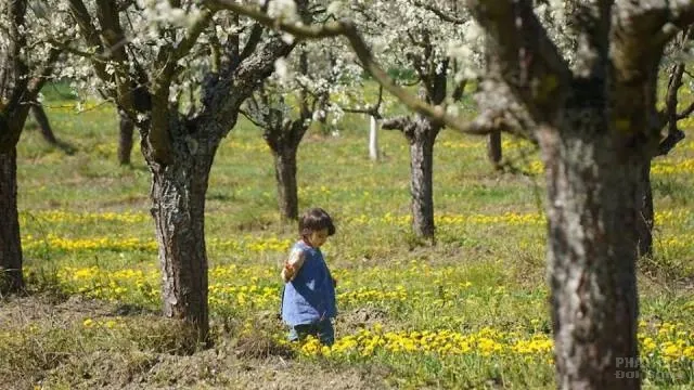 Pháp: Hội hoa mai ở Xóm Hạ - Làng Mai image-1731936988905