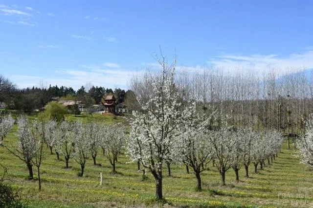Pháp: Hội hoa mai ở Xóm Hạ - Làng Mai image-1731936989622