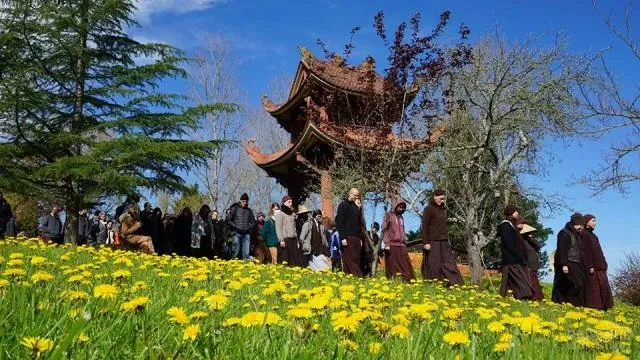 Pháp: Hội hoa mai ở Xóm Hạ - Làng Mai image-1731936990268