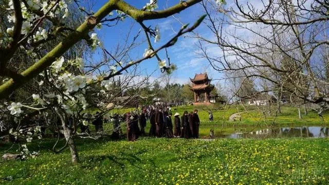 Pháp: Hội hoa mai ở Xóm Hạ - Làng Mai image-1731936990882