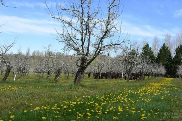 Pháp: Hội hoa mai ở Xóm Hạ - Làng Mai image-1731936992078