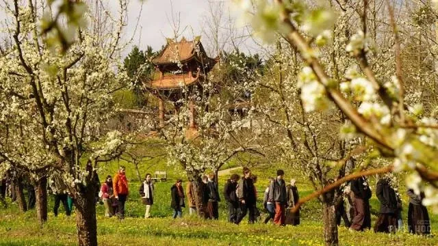 Pháp: Hội hoa mai ở Xóm Hạ - Làng Mai image-1731936993367