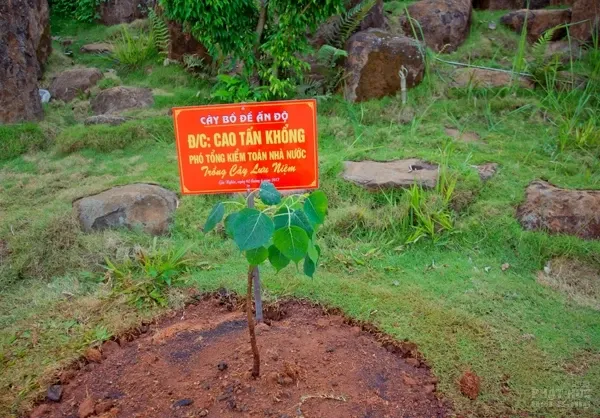 Phó Tổng Kiểm toán Nhà nước trồng cây lưu niệm tại chùa Pháp Hoa image-1731934507625