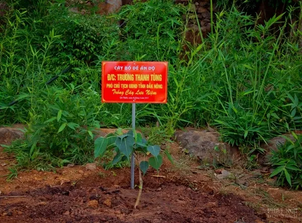 Phó Tổng Kiểm toán Nhà nước trồng cây lưu niệm tại chùa Pháp Hoa image-1731934508494