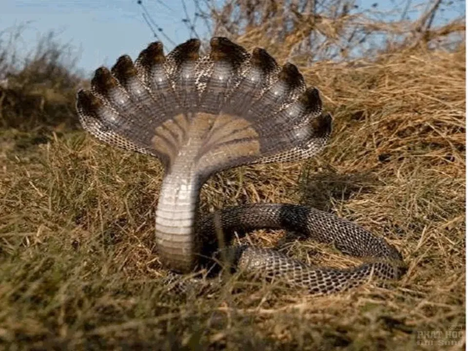 Rồng trong sự kiện đản sinh 2 Rồng trong sự kiện đản sinh image-1731746108367