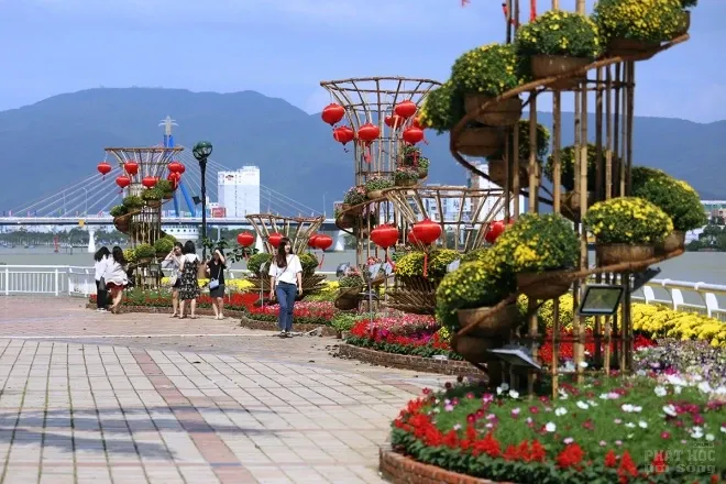 Sông Hàn Đà Nẵng 'khoác áo' hoa đón Tết 7 Sông Hàn Đà Nẵng 'khoác áo' hoa đón Tết image-1731931839165