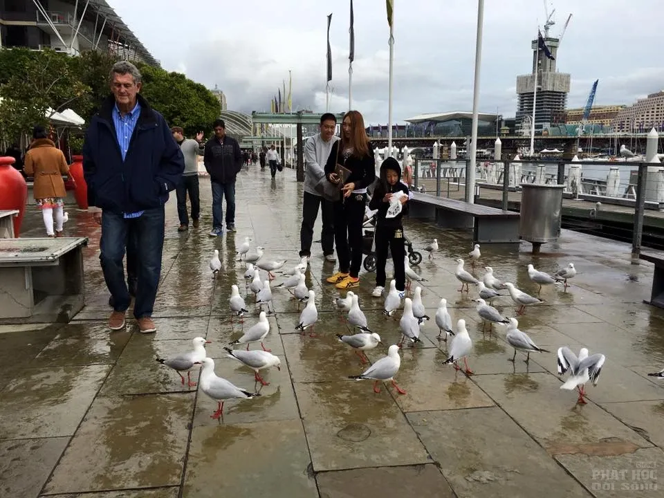 Sydney và những biểu tượng image-1731747786398