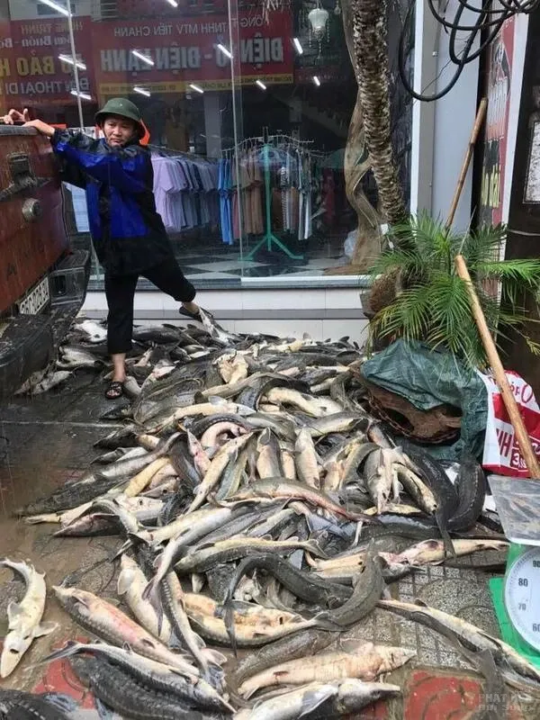 Tây Bắc ngập chìm trong mưa lũ, sạc lỡ, người chết, mất tích 20 Tây Bắc ngập chìm trong mưa lũ, sạc lỡ, người chết, mất tích image-1731944997982