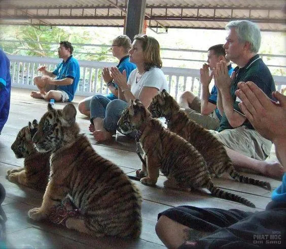 Thái Lan: Chùa Hổ nổi tiếng sẽ sớm không còn hổ 3 Thái Lan: Chùa Hổ nổi tiếng sẽ sớm không còn hổ image-1731747500724