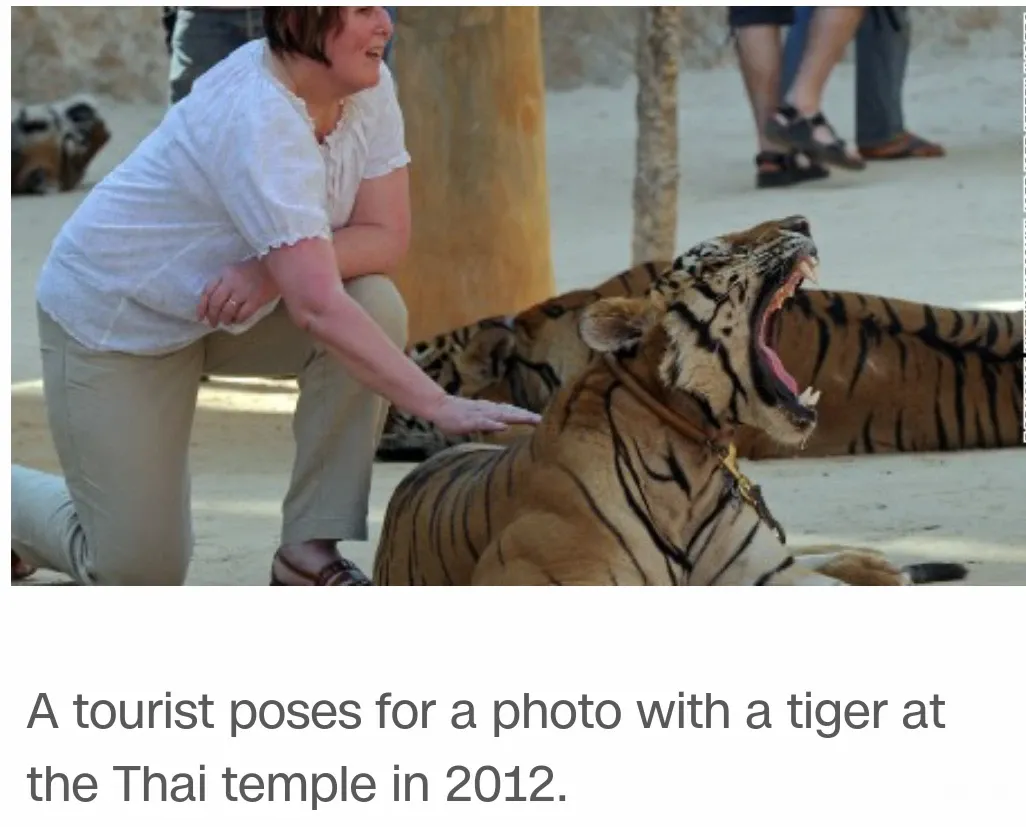 Thái Lan: Chùa Hổ nổi tiếng sẽ sớm không còn hổ 4 Thái Lan: Chùa Hổ nổi tiếng sẽ sớm không còn hổ image-1731747501332