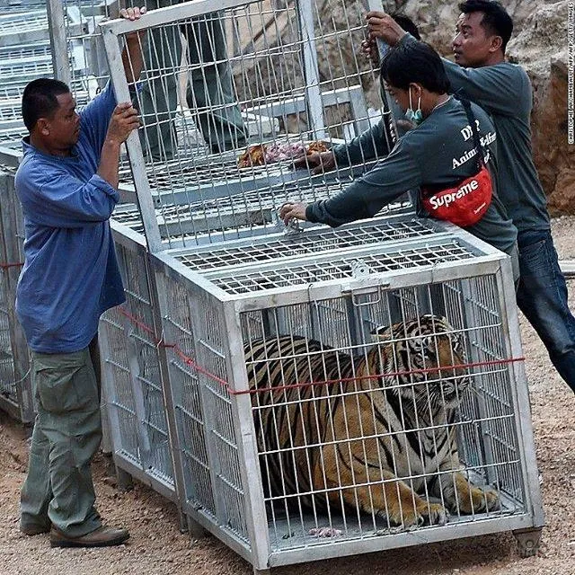 Thái Lan: Chùa Hổ nổi tiếng sẽ sớm không còn hổ 5 Thái Lan: Chùa Hổ nổi tiếng sẽ sớm không còn hổ image-1731747502447