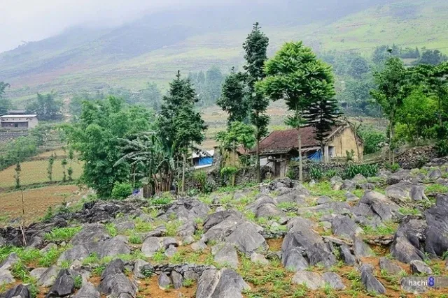 Thiên đường xám trên cao nguyên đá Đồng Văn image-1732290292470