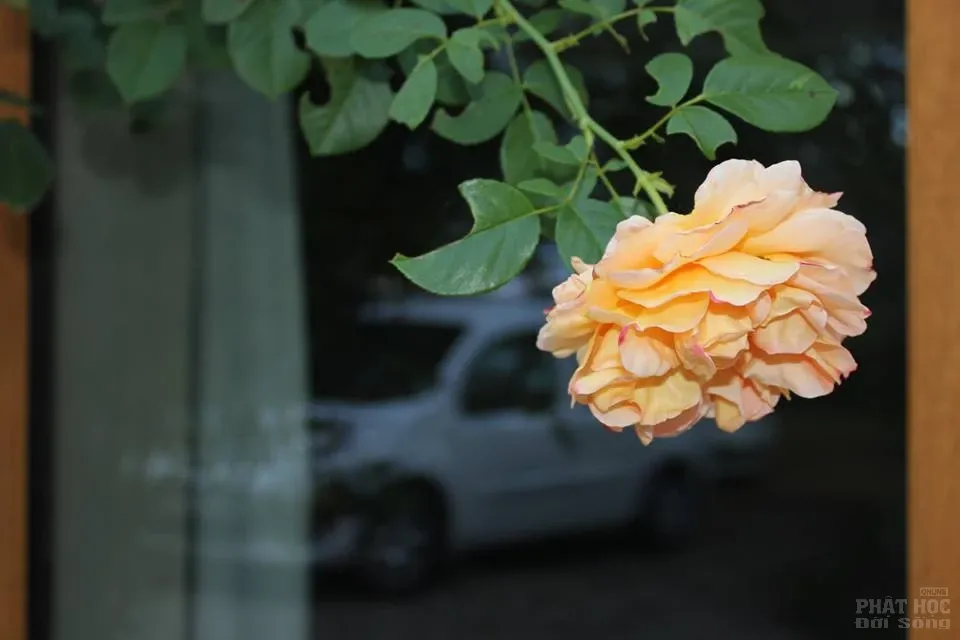 Thiền sư Nhất Hạnh những hình ảnh mới nhất 12 Thiền sư Nhất Hạnh những hình ảnh mới nhất image-1731920988700