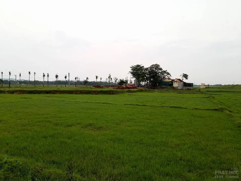 Về Hưng Nguyên thăm chùa Long Hoa image-1731920138726