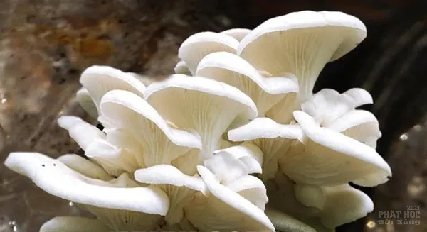 ‘Vũ khí’ bí mật ẩn sau mỗi loại màu thực phẩm image-1731932437967