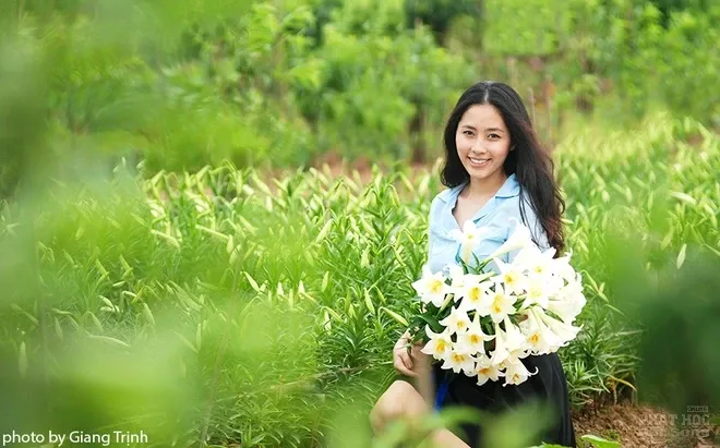 Vườn hoa loa kèn nở bung trắng muốt image-1731727114437